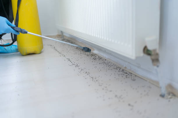Flea Control Services in Moline Acres, MO