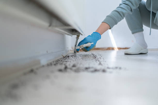 Best Wasp Removal Services  in Line Acres, MO